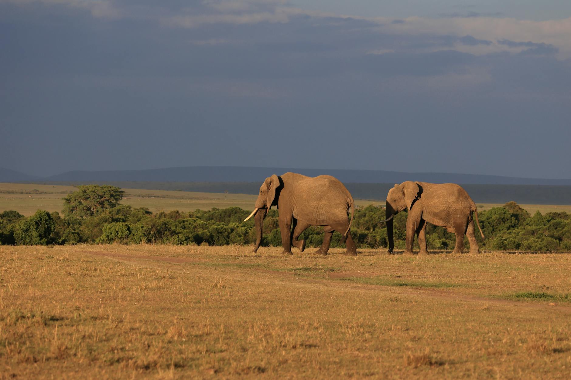 Affordable safari wildlife viewing in Laikipia
