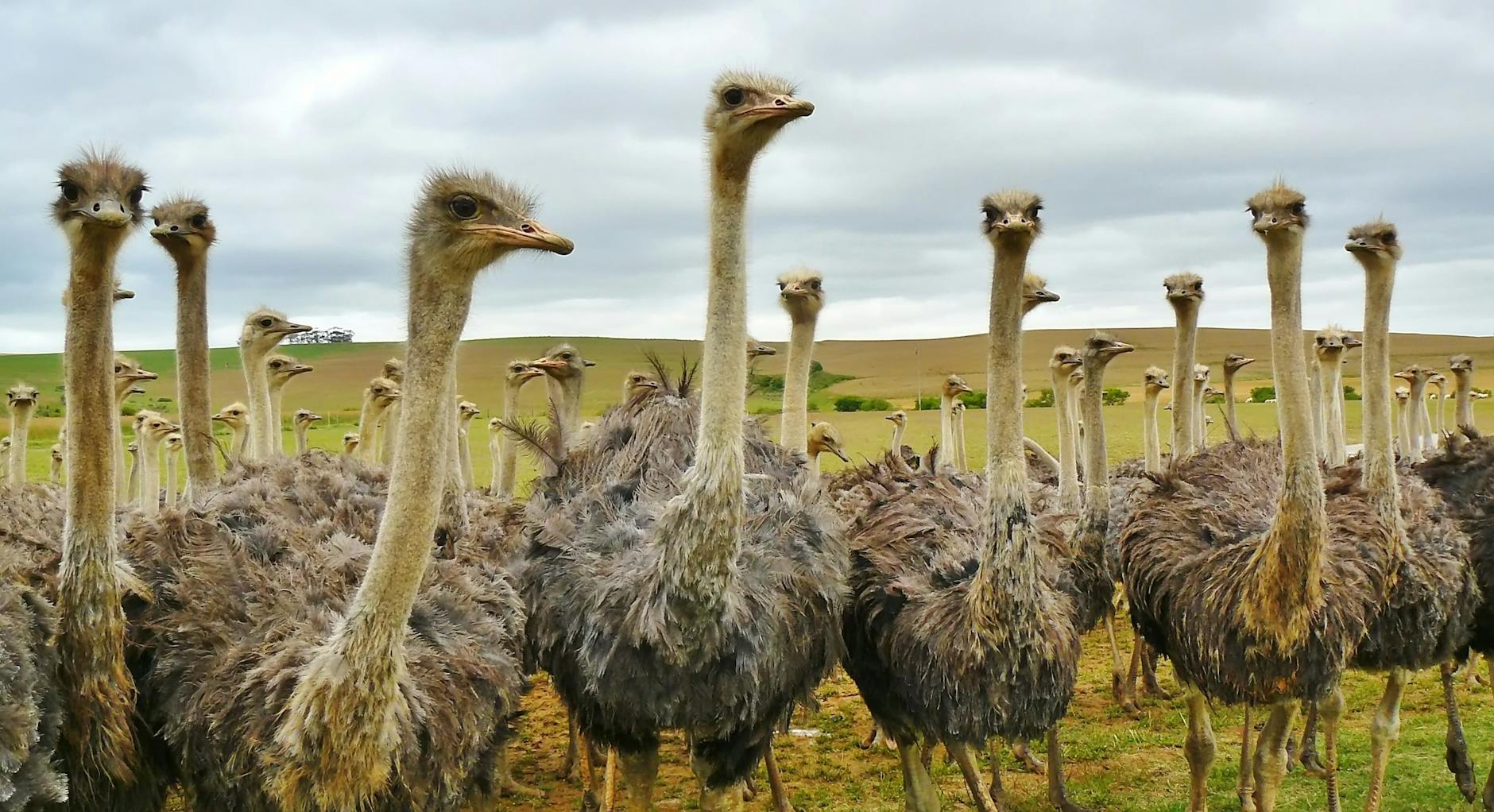 An ostrich on the Laikipia plains