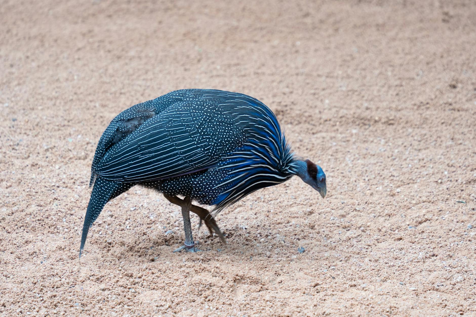The vulturine guineafowl, a northern Kenya special