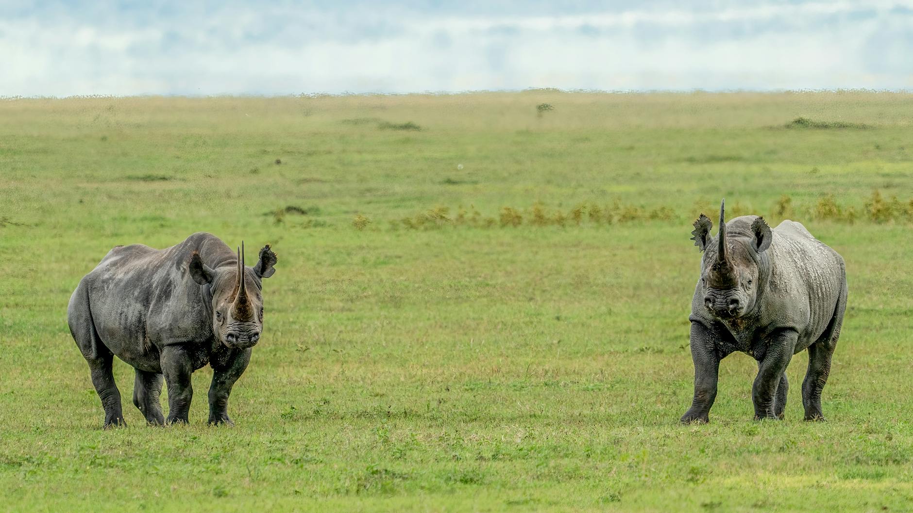 Black rhino in Laikipia, a flagship species of the region's conservation tourism success