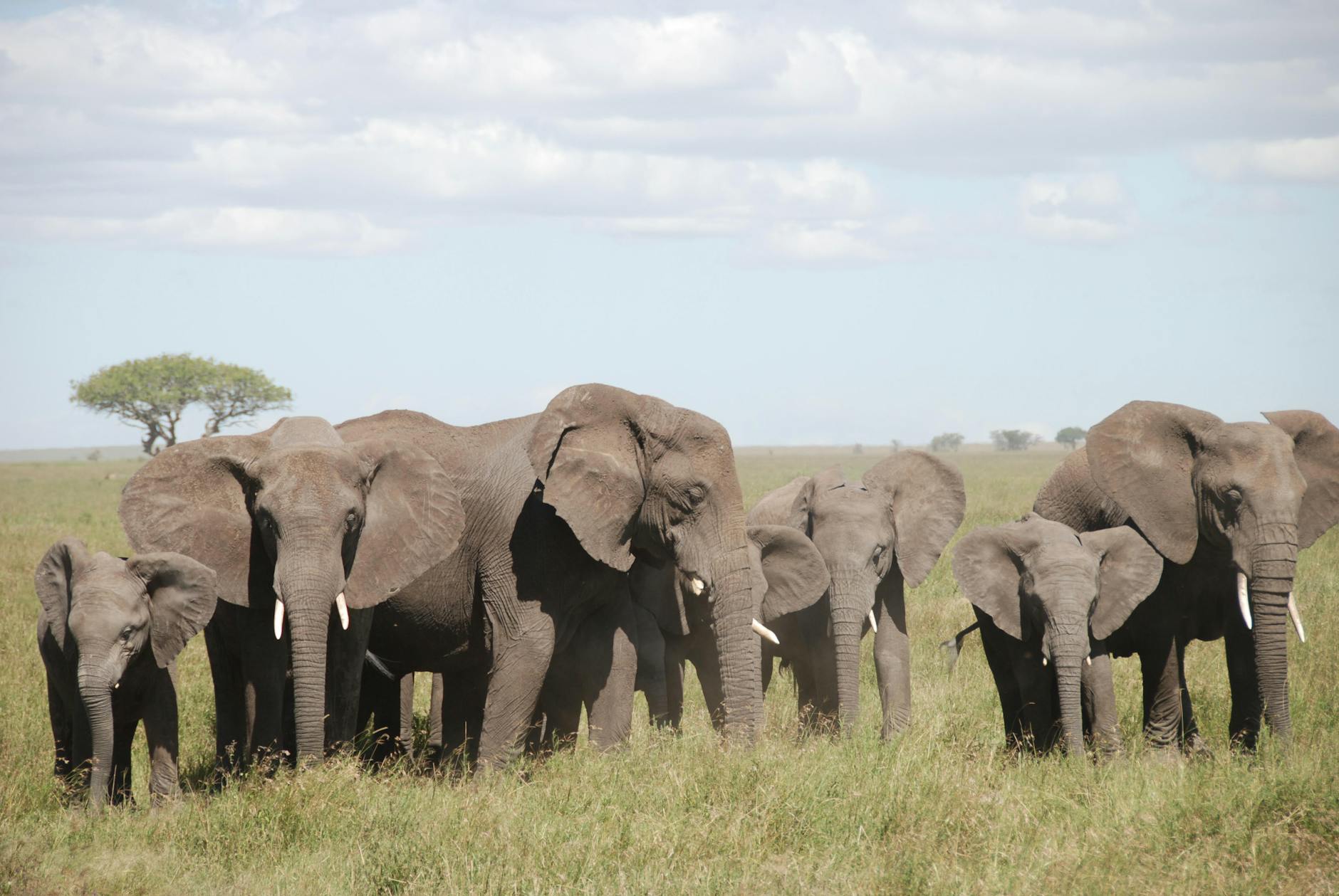 Elephant herd moving across Laikipia rangeland shared between wildlife and local communities