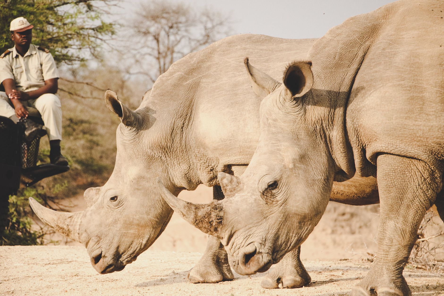 Wildlife ranger on patrol, central to Laikipia's anti-poaching and conservation tourism model
