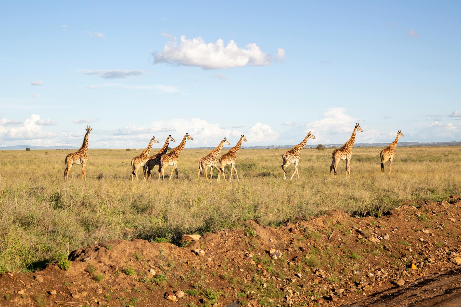 Giraffes viewed up close on a family-friendly Laikipia safari